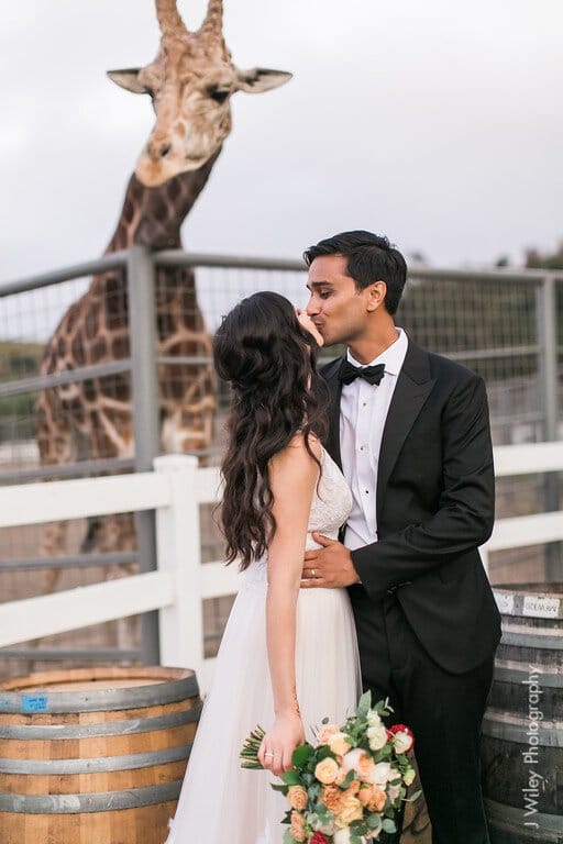 saddlerock ranch's giraffe, stanley, poses for a photo with bride and groom
