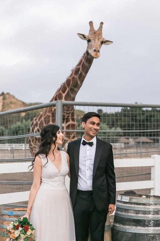 wild animals at couple's malibu wedding
