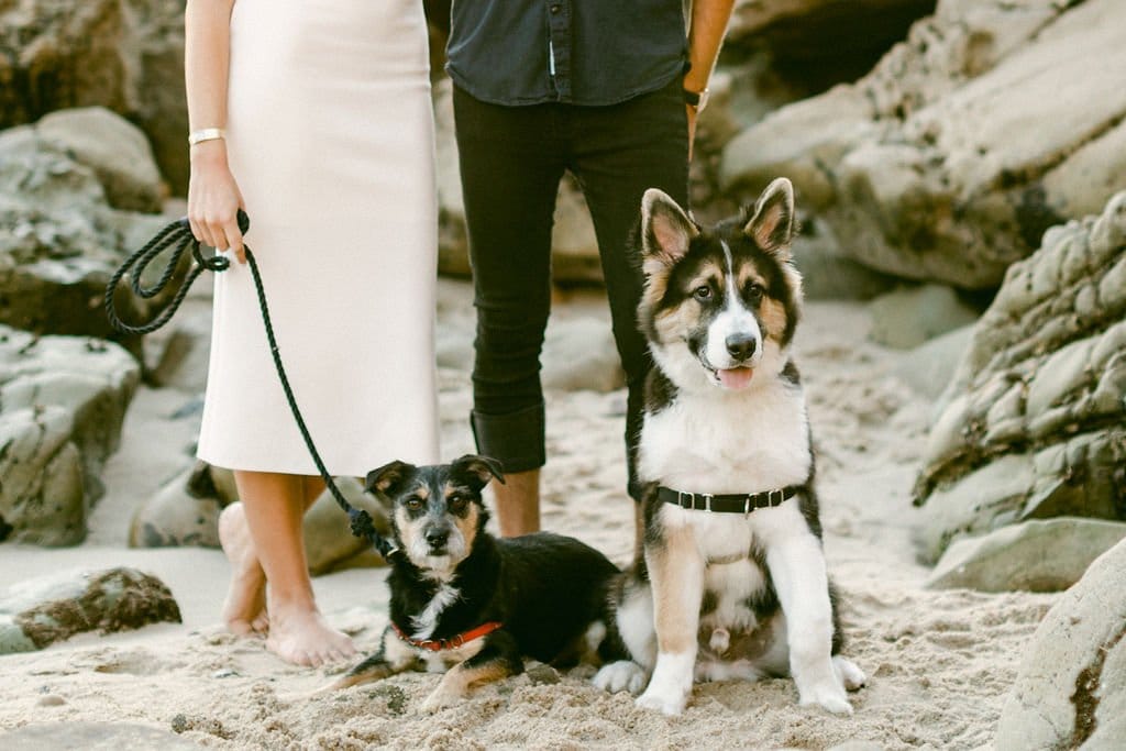los angeles couple include their adorable dogs in their engagement photoshoot
